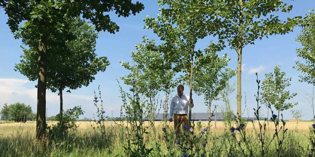 Rehhahn Bau hat etwas gegen hässlich aussehende Brachflächen: Hier ein Wäldchen im Entstehen, das u. a. die Entwicklung des Bodenlebens positiv fördert.